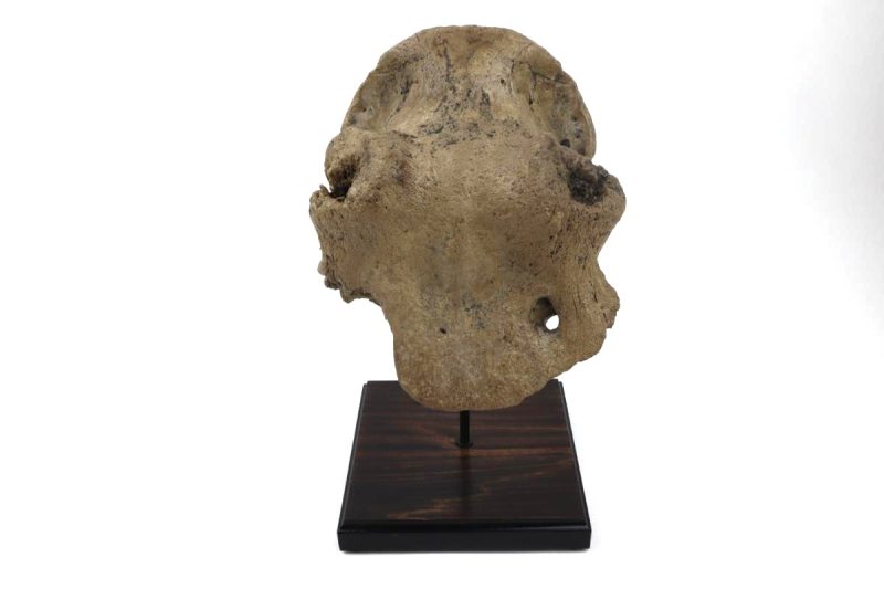 Cranium of an Irish Elk (Megaloceros) (29 cm)