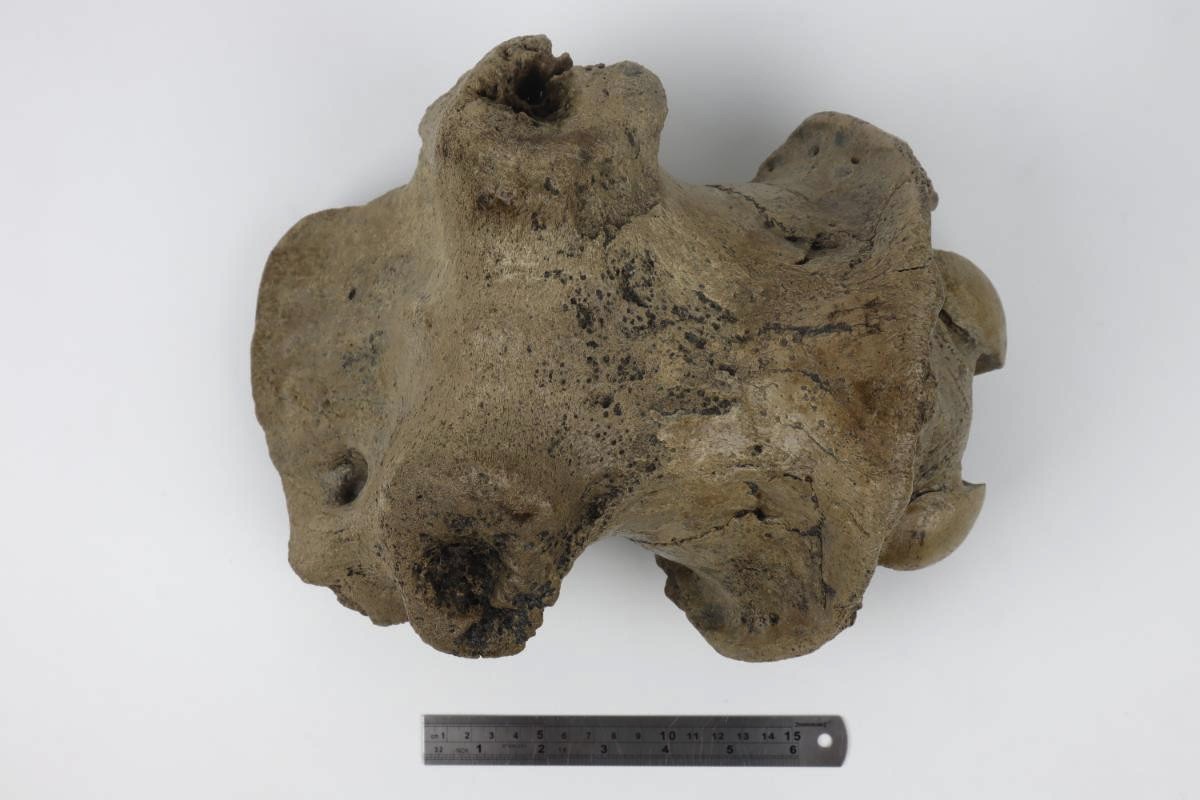 Cranium of an Irish Elk (Megaloceros) (29 cm) - Image 11