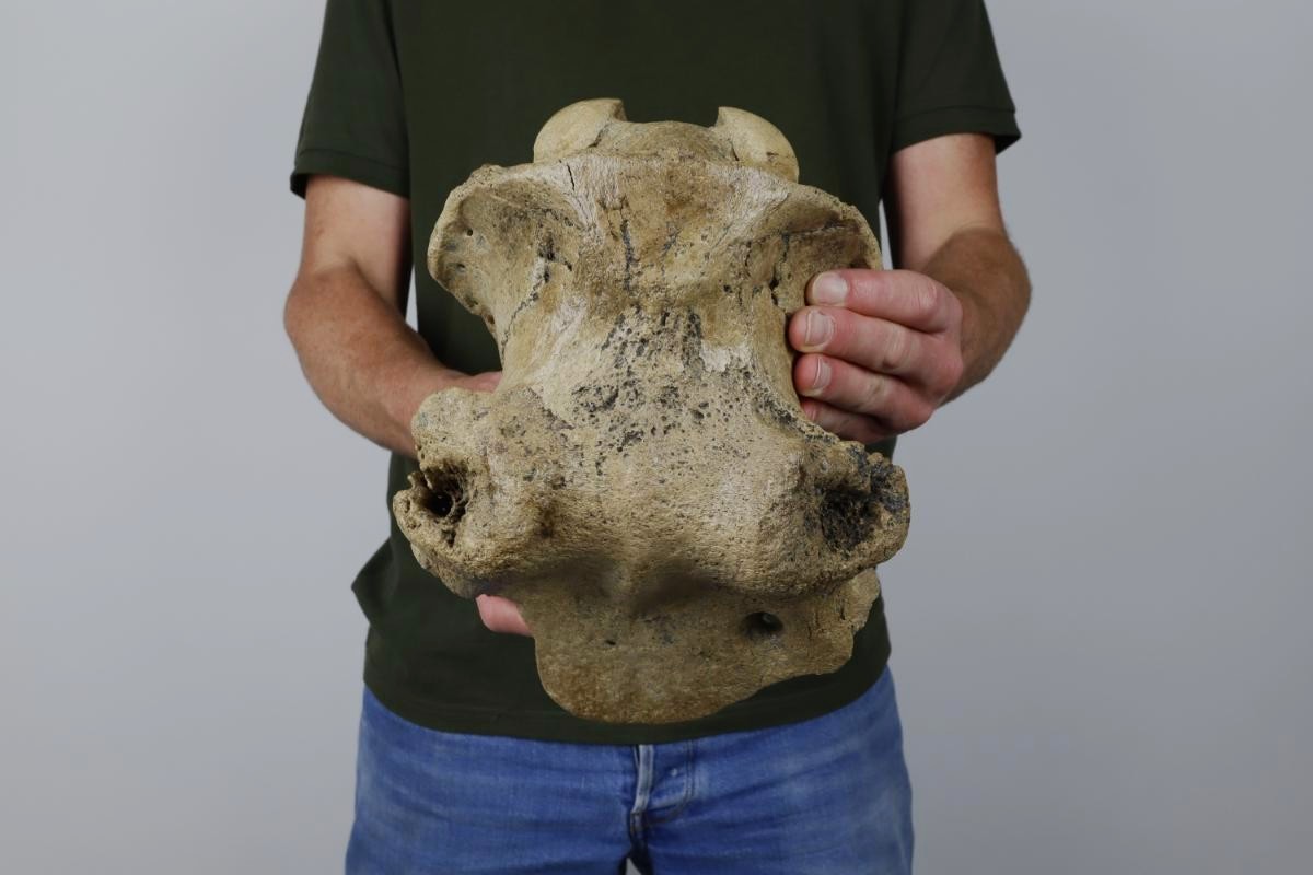 Cranium of an Irish Elk (Megaloceros) (29 cm) - Image 10