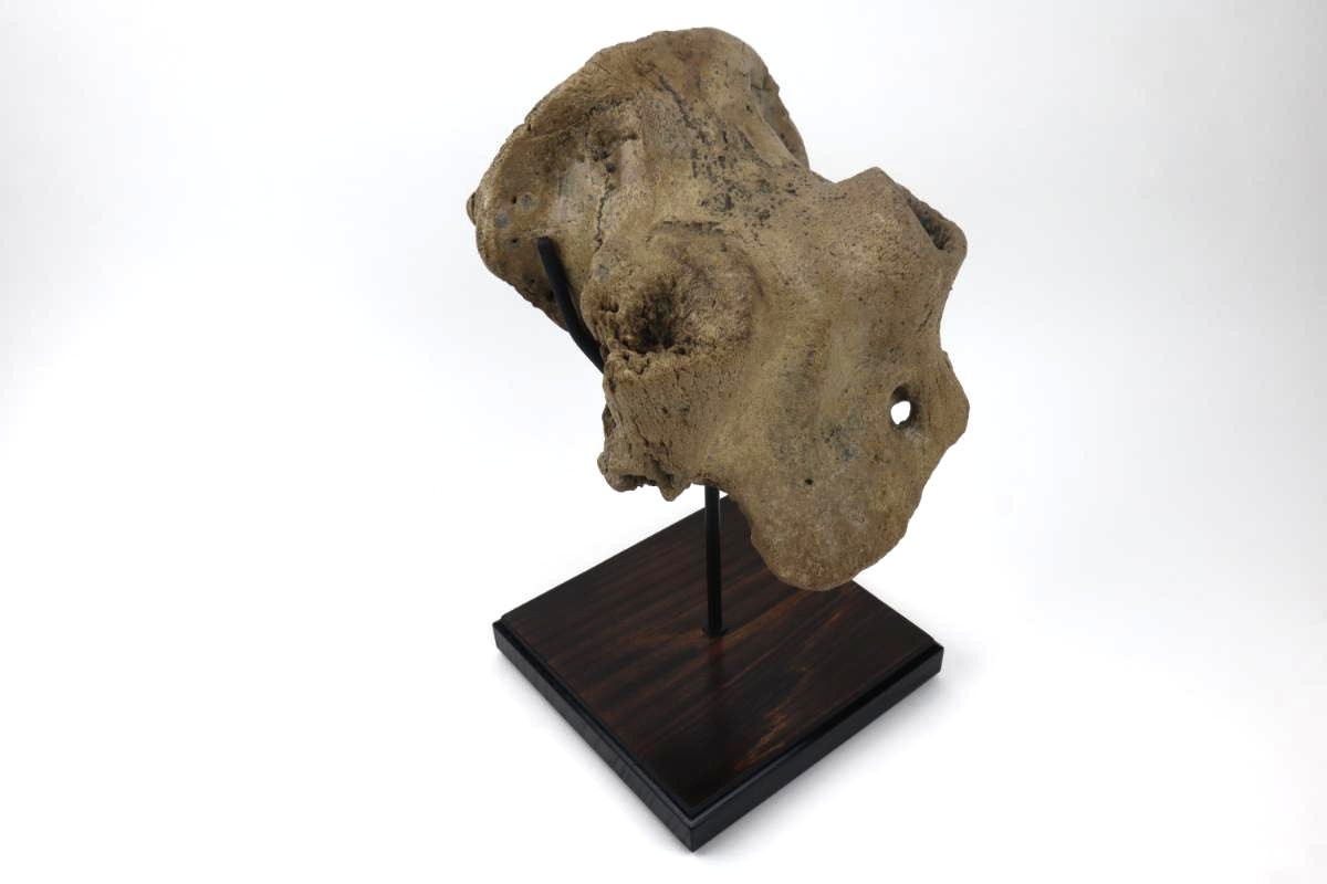 Cranium of an Irish Elk (Megaloceros) (29 cm) - Image 2