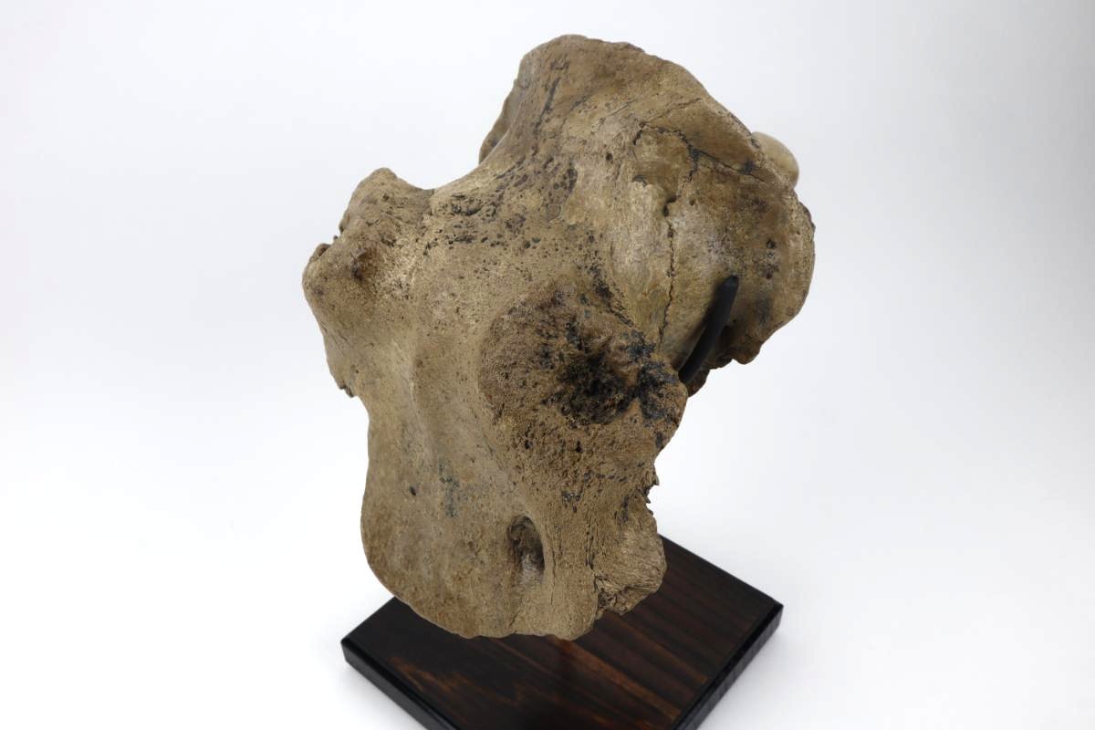 Cranium of an Irish Elk (Megaloceros) (29 cm) - Image 3