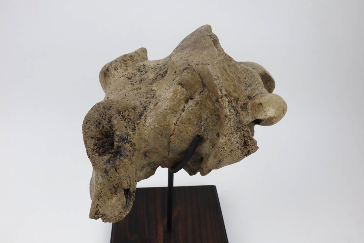 Cranium of an Irish Elk (Megaloceros) (29 cm) - Image 4