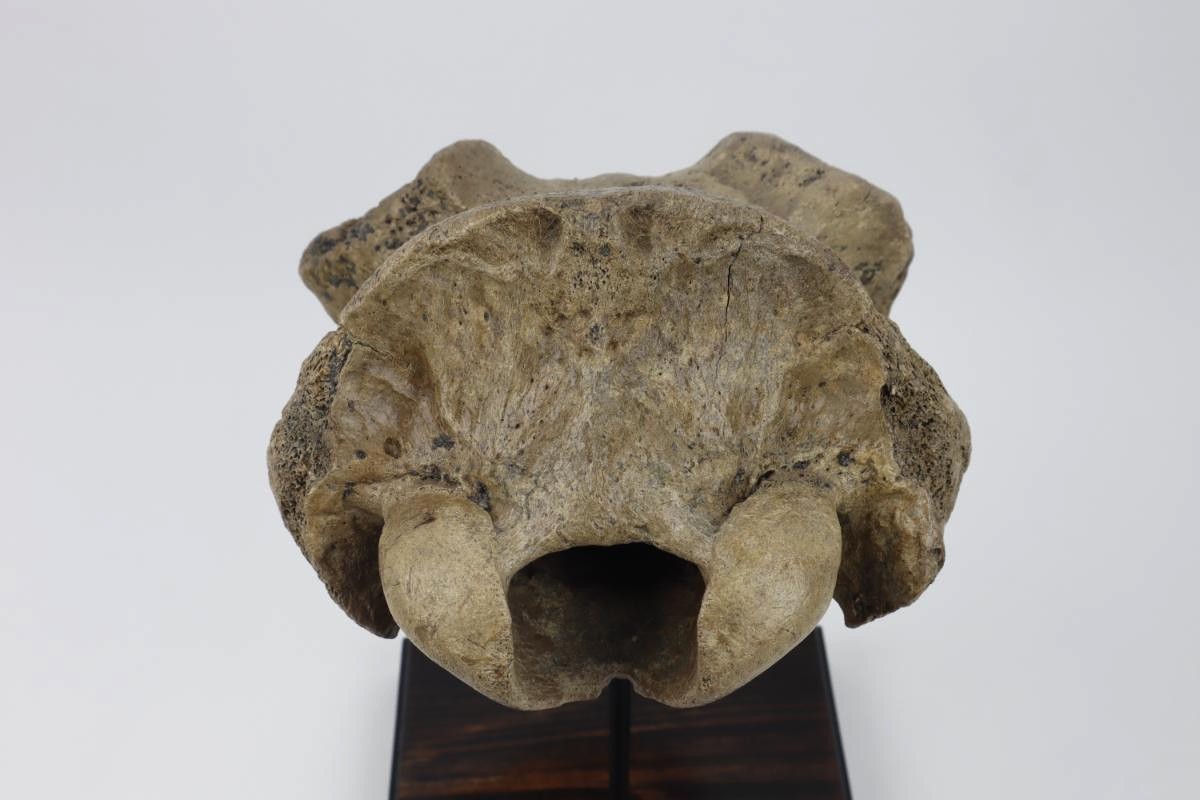 Cranium of an Irish Elk (Megaloceros) (29 cm) - Image 5