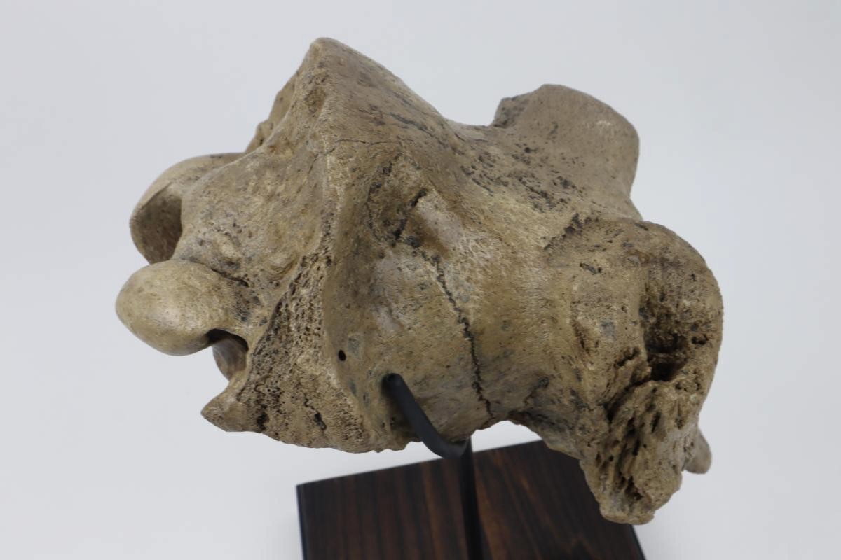 Cranium of an Irish Elk (Megaloceros) (29 cm) - Image 6