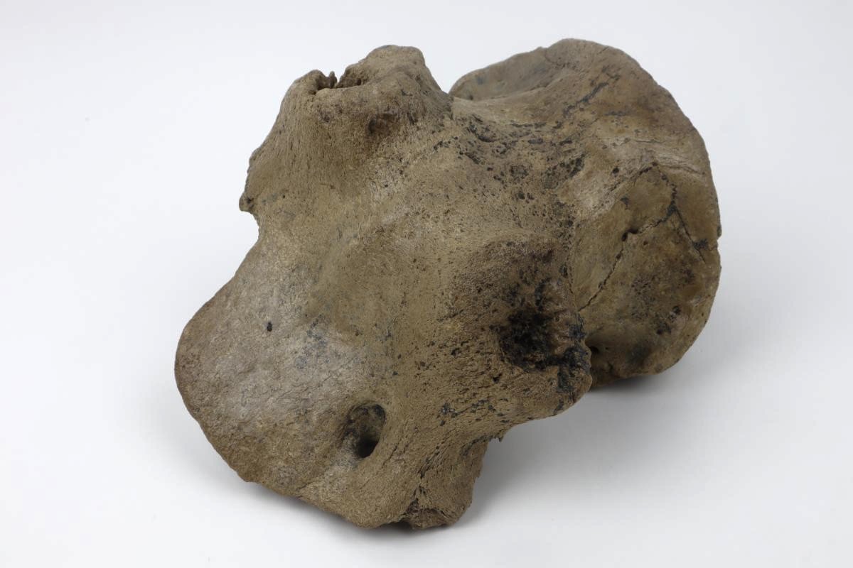 Cranium of an Irish Elk (Megaloceros) (29 cm) - Image 7
