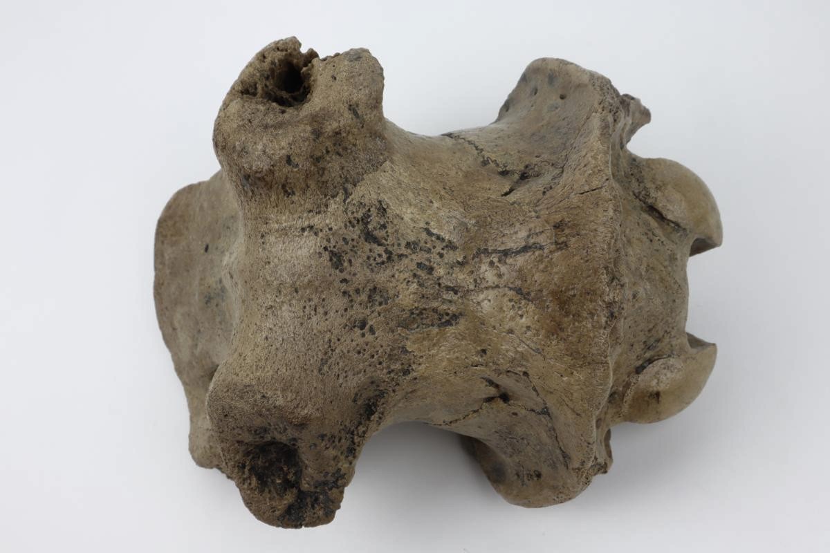 Cranium of an Irish Elk (Megaloceros) (29 cm) - Image 8
