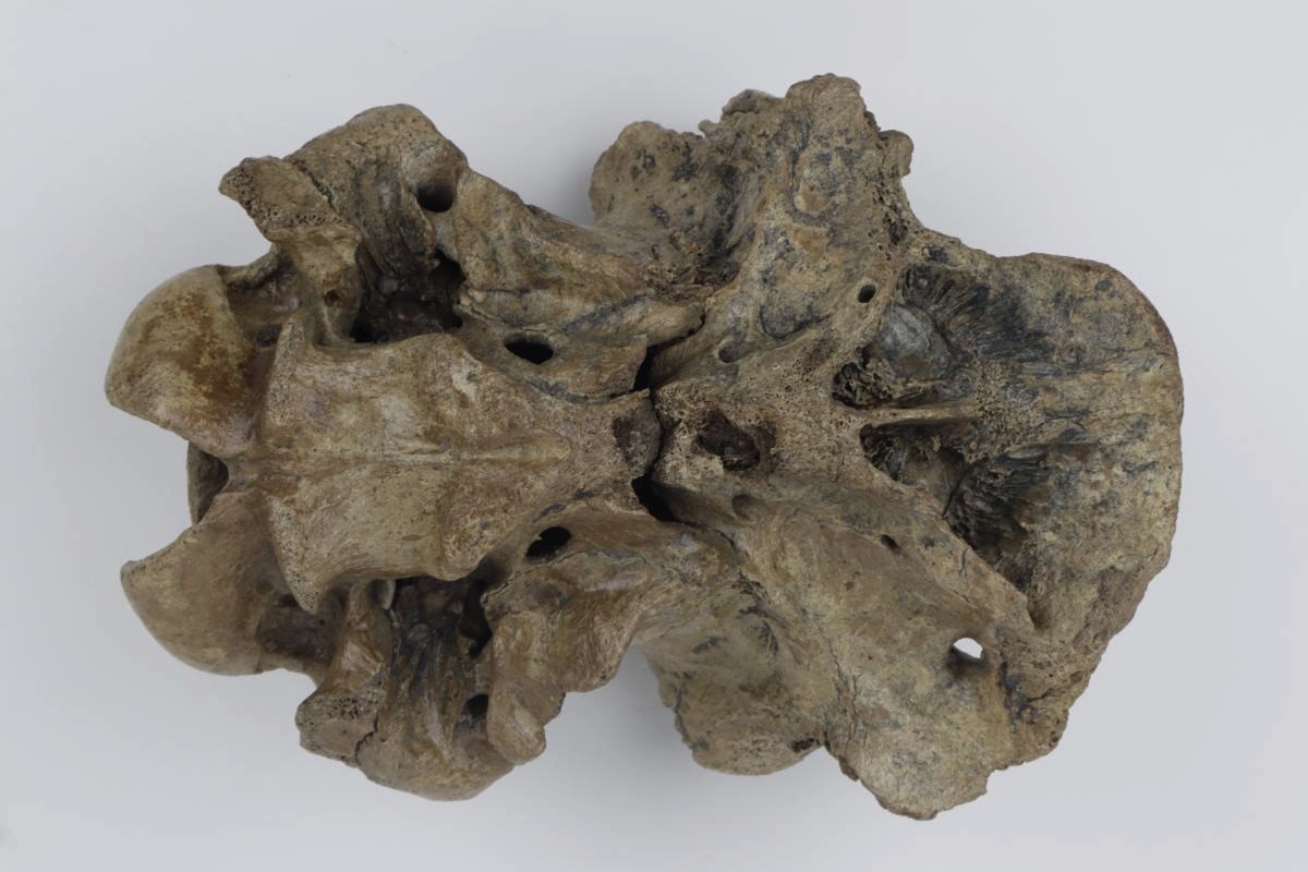 Cranium of an Irish Elk (Megaloceros) (29 cm) - Image 9