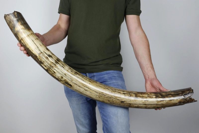 Beautiful Large Partial Tusk of a Woolly Mammoth (117 cm)