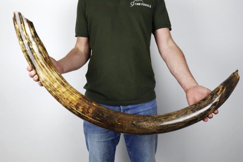 Amazing Tusk of a Woolly Mammoth (134 cm)