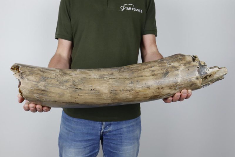 Big Piece of Tusk of a Woolly Mammoth (75 cm)