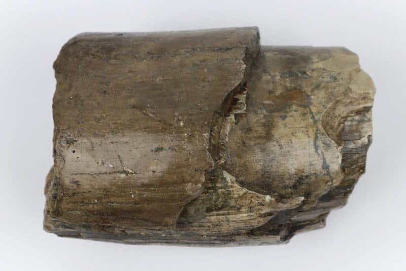 Big Piece of Tusk of a Southern Mammoth (3790 g)