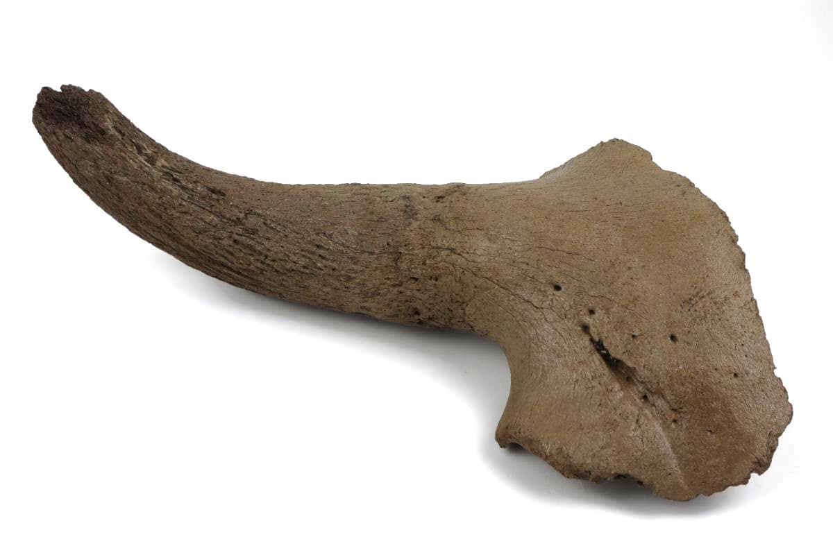 Genuine Ice Age fossil