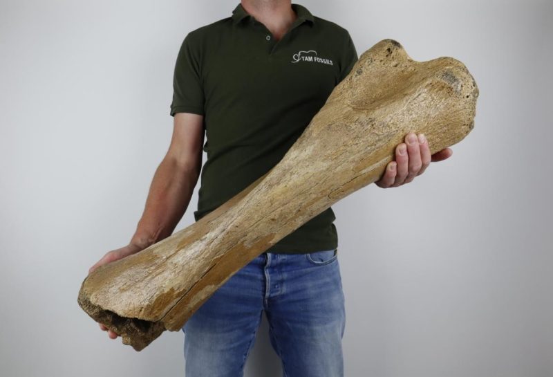 Tibia XL of a Woolly Mammoth (77 cm)