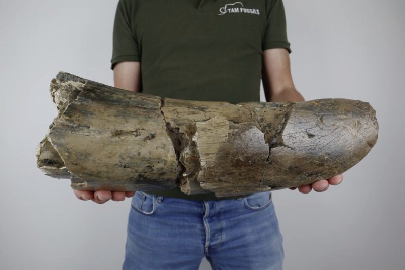 Partial Tusk of a Southern Mammoth (4561 g)