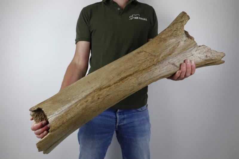 Partial Femur of a Woolly Mammoth (83 cm)