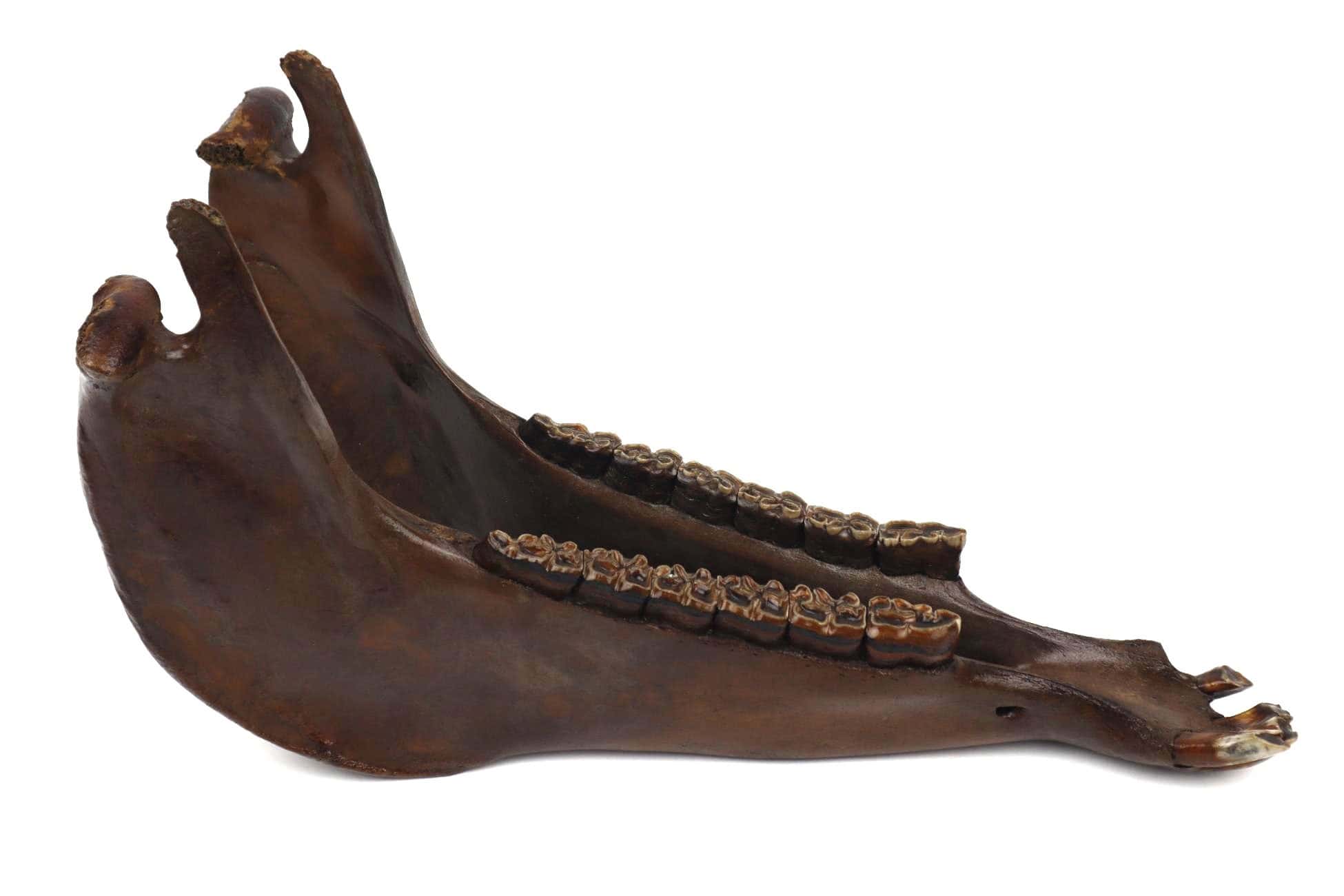 Genuine Ice Age fossil