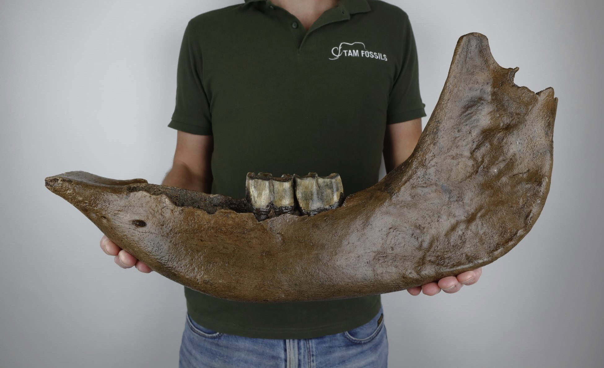 A Tam Fossils specimen