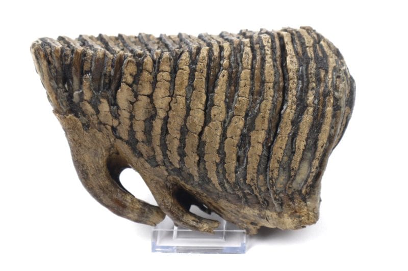 Molar of a Woolly Mammoth (18,5 cm)