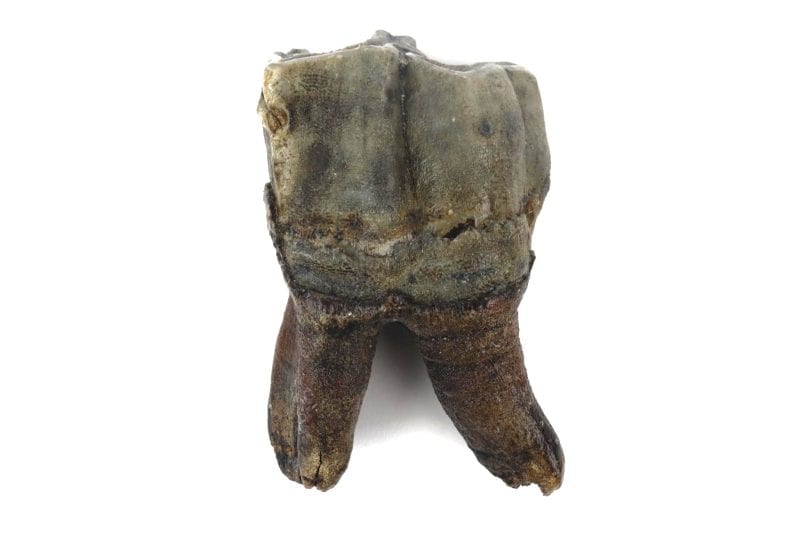 Molar of a Woolly Rhinoceros (9,6 cm) B
