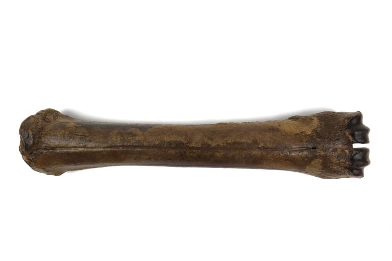 Metacarpal Bone of an Irish Elk (36 cm)