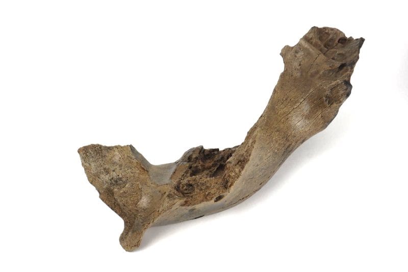 Lower Jaw of a Woolly Mammoth (45 cm)