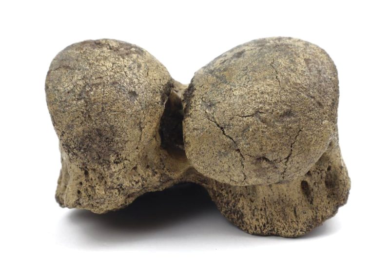 Femur Distal Joint of a Southern Mammoth (21 cm)