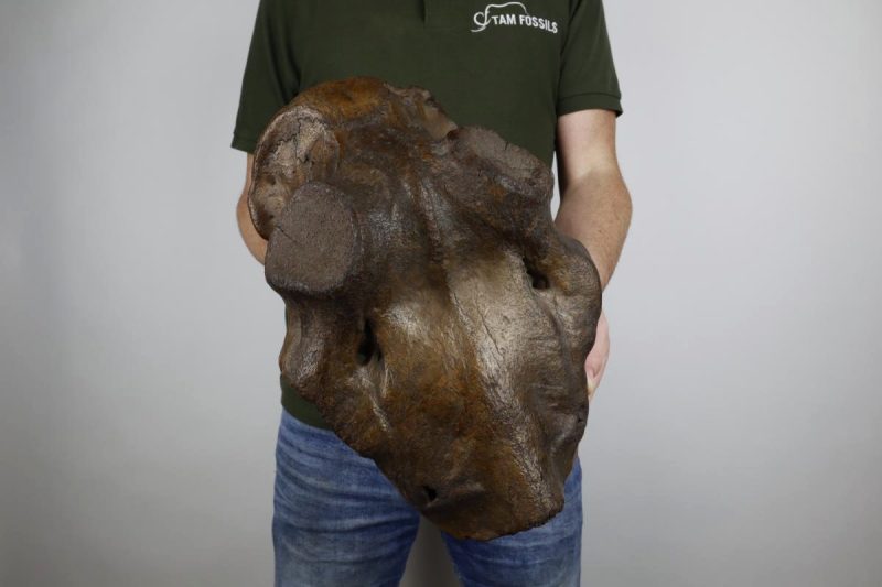 Enormous Skull of an Irish Elk (36 cm)