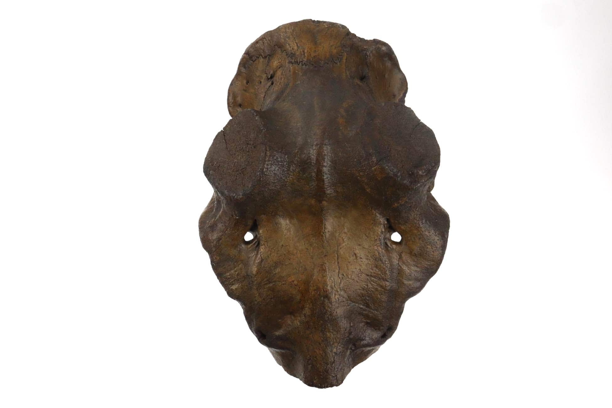 Genuine Ice Age fossil