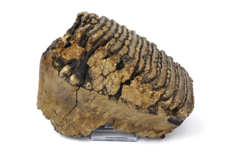 Molar of a Woolly Mammoth (16 cm)