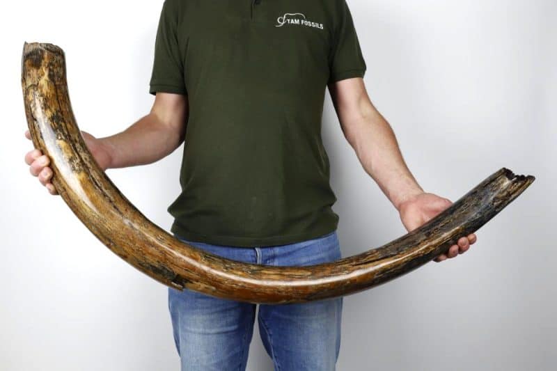 Tusk of a Woolly Mammoth (133 cm)